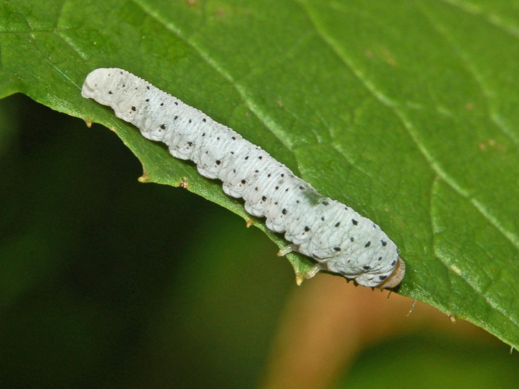 Un piccolo bruco azzurrino da identificare